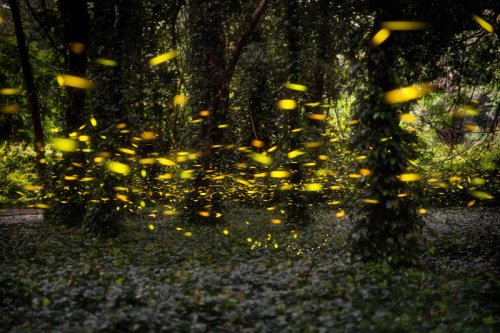 Are we the last generation to see fireflies?