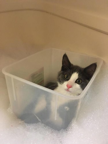 &ldquo;What&rsquo;s Wrong With Your Cat?&rdquo; Online Group Has Owners Posting Pics Of Their Malfunctioning Cats And Here Are 46 Of The Funniest Ones