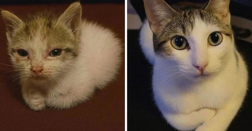Top 48+ Humorous Posts That Prove Cats Just Need To Be Themselves In Order To Be Funny