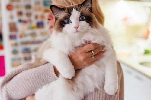 These Adorable Cat Breeds for Kids Make the Perfect Family Pets, According to a Vet