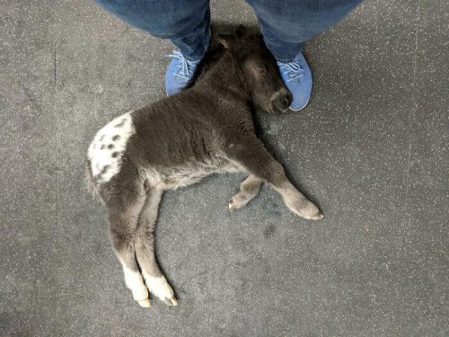 Top 50+ Times Vets Encountered The Cutest Pets At Work And Just Had To Take A Picture