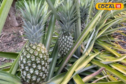 How To Grow Your Own Pineapple On Terrace: A Simple Guide For Home Gardens