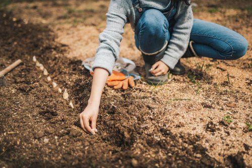 I Plant Garlic Every Fall: My Simple Step-by-Step Guide