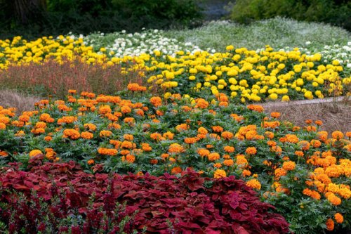 Top 10+ Perennials That Are Perfect To Plant In September