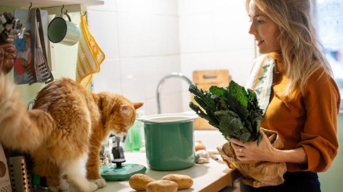 Cats Who Are Excellent Kitchen Assistants