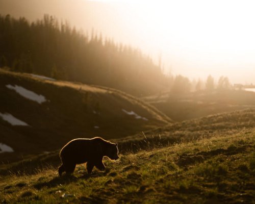 Behold These 15 Photographs of Big, Beautiful Bears