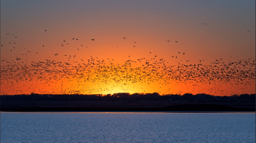Up to 800 million birds forecasted to visit Kansas in fall migration