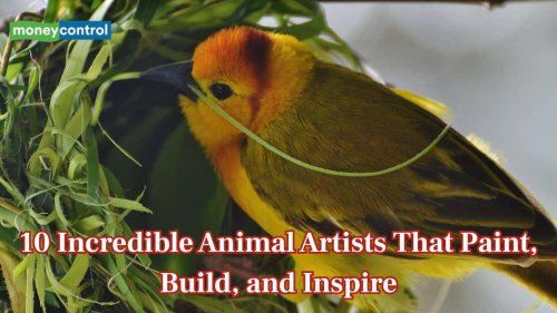 Nature&rsquo;s Masterpieces: 10 incredible animal artists that paint, build and inspire