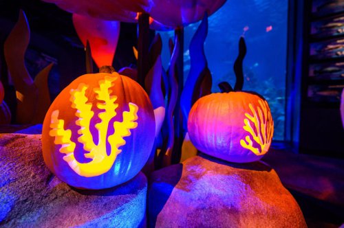 Our picks for the best things to do in Cincinnati this week, Oct. 20-26