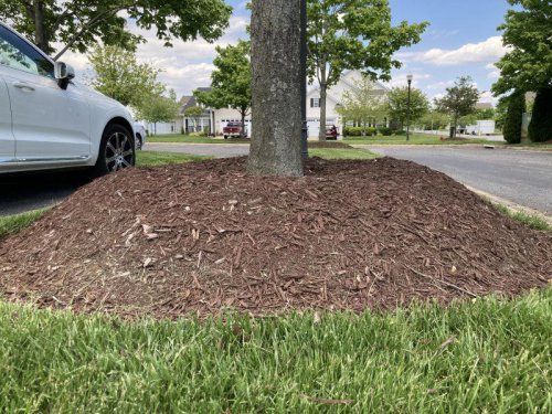 Expert says common gardening practice is choking trees: a landscaping &lsquo;epidemic&rsquo;