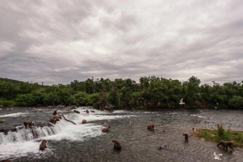 Survival of the fattest: Your guide to Fat Bear Week 2025 at Katmai National Park