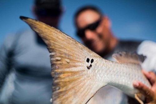 Are These Fish Sending a Message With Their Mysterious Spots?