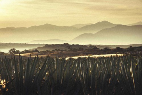To Find the Best Agave Spirits, Look for &lsquo;Destilados de Agave&rsquo; Instead