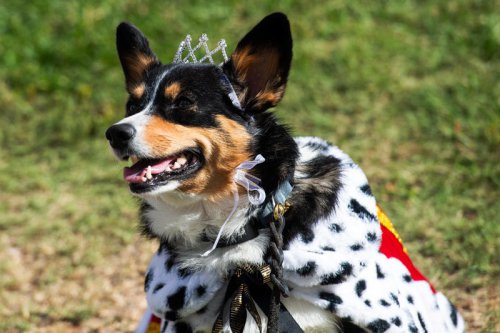 Tour de Corgi returns to Fort Collins, unleashing costumes and cuteness