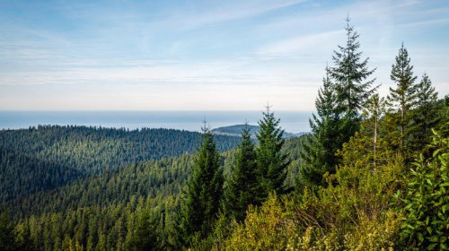 Hidden In The Heart Of California's Redwood Forest Is A Coastal Town With Uncrowded Views And Rustic Charm