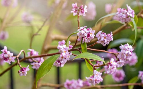 Top 10+ plants to grow in October to bring winter colour to your garden