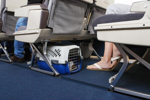 'Quite difficult': Expert reveals the mistake to avoid before taking your pet on a plane