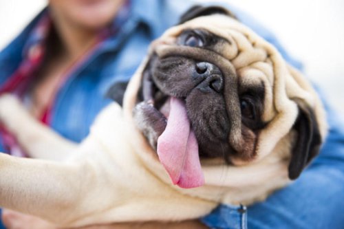 Top 9+ Great Dog Breeds for Seniors Who Are Looking for a New Companion