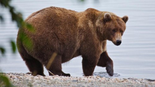 Not just about &lsquo;absolute body size&rsquo;: The origin story of Fat Bear Week