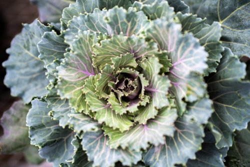 Top 7+ gardening steps Michigan homeowners shouldn't skip before winter