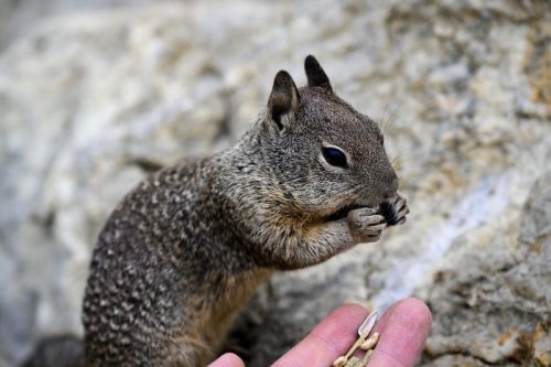 Residents of California neighborhood say squirrels are attacking, injuring people: &lsquo;Not a joke&rsquo;