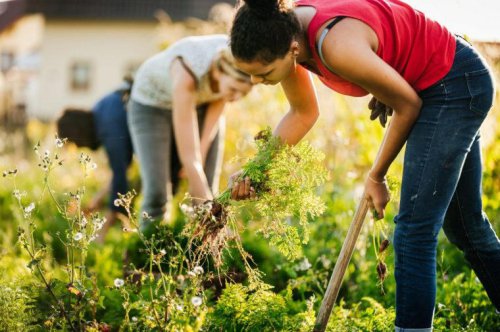 How to get rid of weeds for good, according to a gardening expert