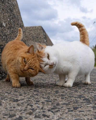 Celebrating The Quirky And Playful Side Of Cats: 50 Photos By Masayuki Oki
