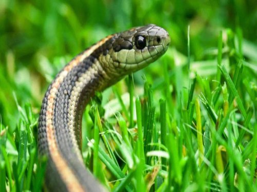 Snakes are naturally shy, yet certain conditions in and around your home can lure them to visit more often. Their strongest guide when searching for food or shelter is scent., Certain scents can work like magnets, drawing snakes that are hunting for food or a quiet spot to hide. These odors can unknowingly turn your home, yard, and garden into a tempting hunting ground almost overnight., It&rsquo;s crucial to identify any scents that might be drawing snakes to your home. Water Source makes visits even more likely, and anything else that lures them in turns your property into an open invitation., Even minimal rat activity can lure snakes, since the rodents&rsquo; scent trails act as natural signals for predators. Snakes aren&rsquo;t drawn to human food, but a growing rat population around homes or yards will inevitably attract them., Lemons don&rsquo;t draw snakes directly, but they&rsquo;re an easy meal for rats and mice, which in turn attract snakes to your property. Clearing fallen fruit and keeping the garden tidy helps break this chain of attraction., Bird droppings and bird activity can lure snakes close. Many snakes feed on birds and their eggs, and the scent of droppings signals that prey may be nearby, drawing snakes to your doorstep., Controlling birds around your home is often harder than managing mice since they roam freely and nest wherever they feel secure. Still, you can take steps to make your yard less inviting to snakes., Aquatic creatures like frogs and small fish are prime snake prey, and their scent can carry far. The smell of these amphibians and fish is especially enticing to snakes, often drawing them toward ponds or water features., Routine upkeep&mdash;like trimming dense plants near water and controlling mosquitoes&mdash;helps lower the risk for both amphibians and snakes., Be cautious even after a snake sighting, since lingering pheromones can still draw others. By eliminating these scent cues, you can significantly cut the chances of snakes returning to your yard., Snake Magnet: Everyday Smells That Invite Slithering Guests Into Your Home