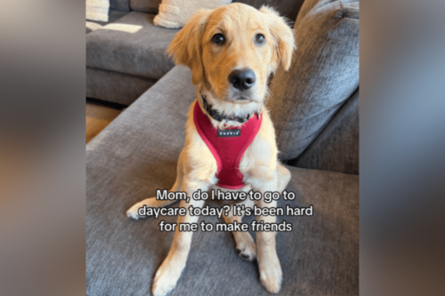 Owner thinks puppy doesn't want to go to daycare&mdash;then photos show why
