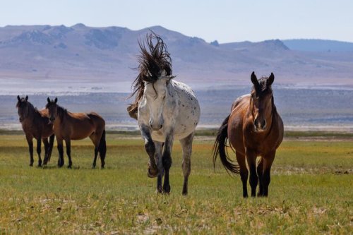 Majestic wild horses are trampling Mono Lake's otherworldly landscape. The feds plan a roundup