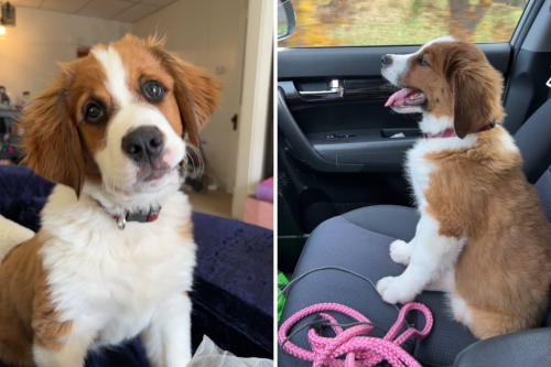 Woman warned about adopting 'big' puppy&mdash;3 years later understands why