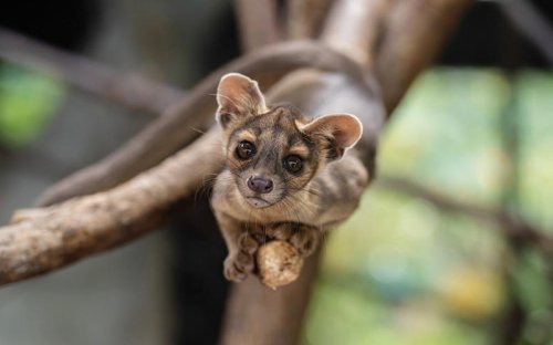 Blind Date works in zoos too, and these rare fossa pups prove it