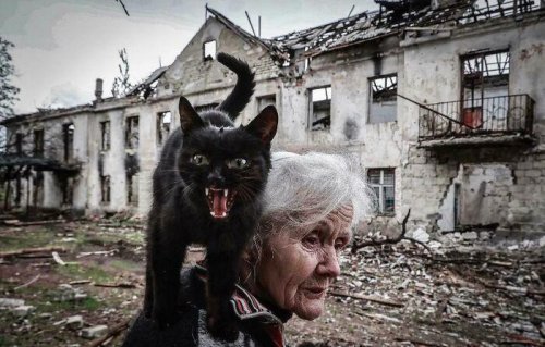 People Are Posting Pics Of Cats Radiating Powerful Meow Energy In This Group That Has Over 590k Members, And Here Are 49 Of The Best Pics (New Pics)