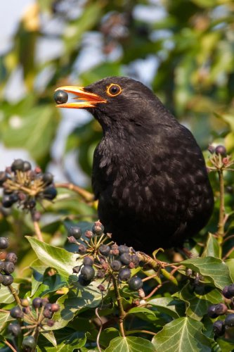 Five berry plants that will attract birds to your garden