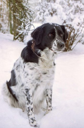 Top 20+ rare dog breeds that make truly extraordinary companions