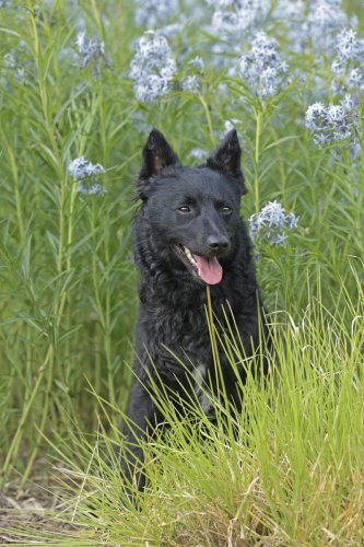 Top 20+ Rare Dog Breeds That Make Truly Extraordinary Companions