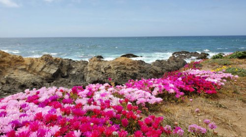 California's Coastal Garden Paradise Sits On A Bluff With Breathtaking Ocean Views
