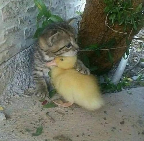 Top 49+ Times Animals Were So Randomly Funny, People Just Had To Take A Picture Of Them