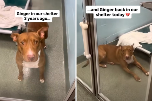 Dog returned to shelter after 3 years&mdash;she doesn't understand why