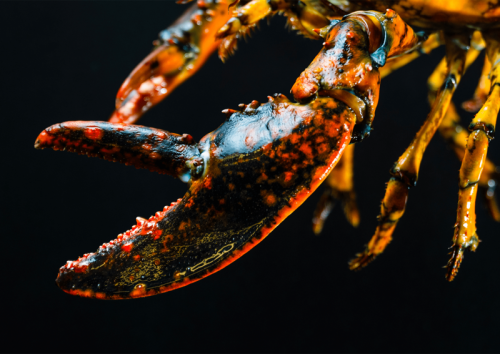 Rare 1-in-20-million calico lobster makes her spooky debut