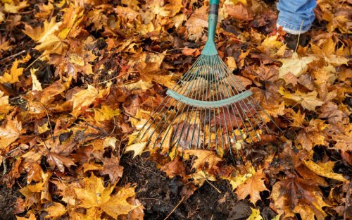 Why you should ditch the rake and leave the leaves alone this autumn
