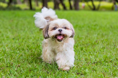 These are the calmest dog breeds that are perfect for laid-back families
