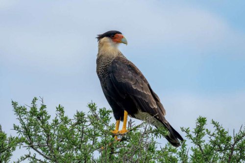 Attract birds to your garden including hummingbirds, goldfinches