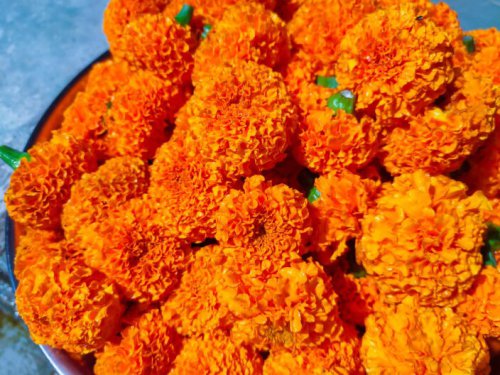 Are you ready for D&iacute;a de los Muertos? Here&rsquo;s where to buy flowers in LA