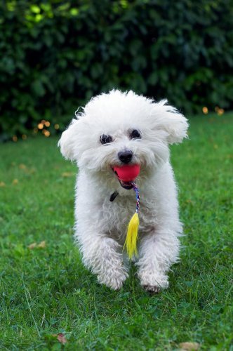 Dog Lovers With Allergies Swear By These Hypoallergenic Breeds That Barely Shed