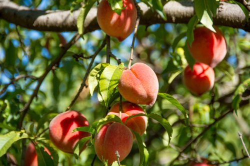 The 6 Best Fruit Trees To Plant In The Fall