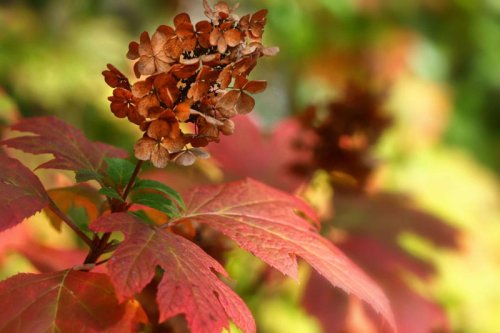 Top 9+ Plants You Should Never Prune In November