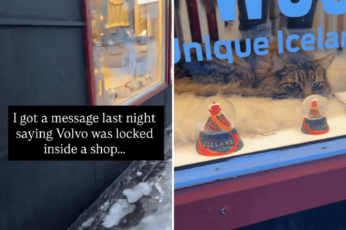 Woman gets text late at night&mdash;next day finds her cat locked inside shop