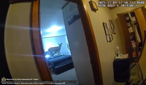 Deer breaks into South Dakota home