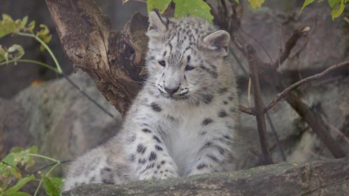 Hello, Juniper: You can now see John Ball Zoo&rsquo;s snow leopard cub
